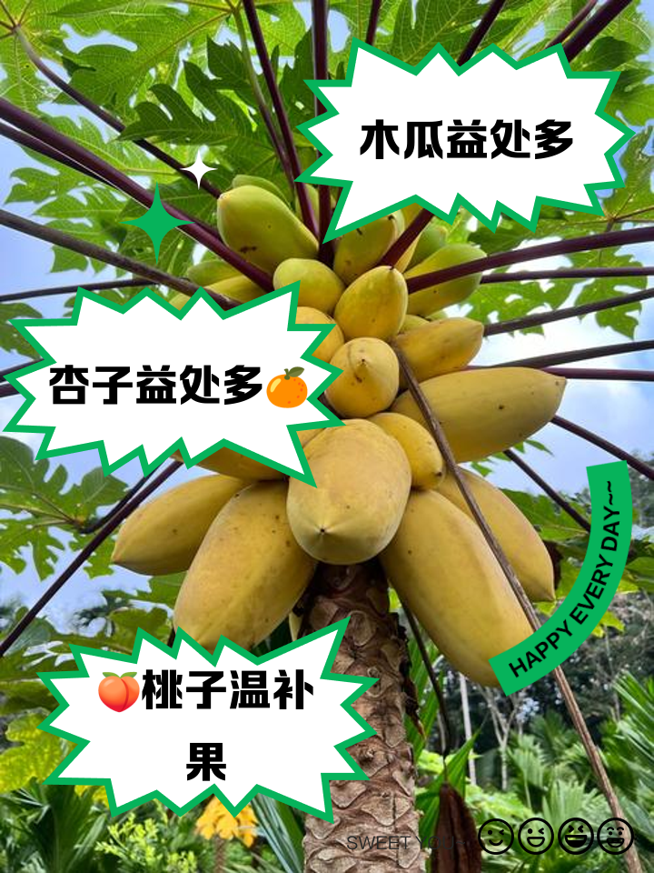 温性水果大全