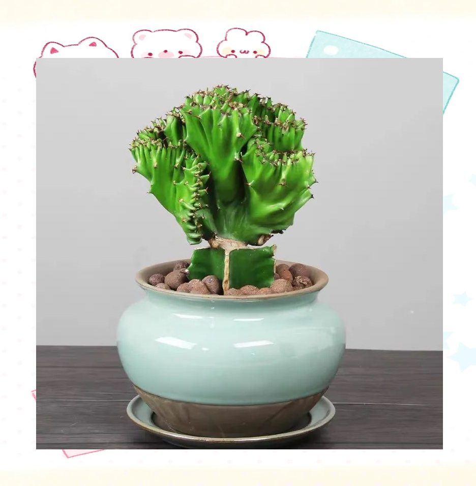 玉麒麟盆景怎么养